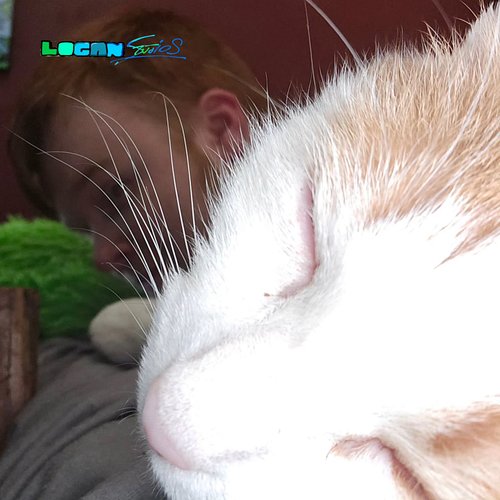 the gató :3