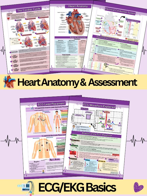 ECG/EKG Interpretation Study Guide & Workbook by Nurse Sarah® (Digital) product image (3)