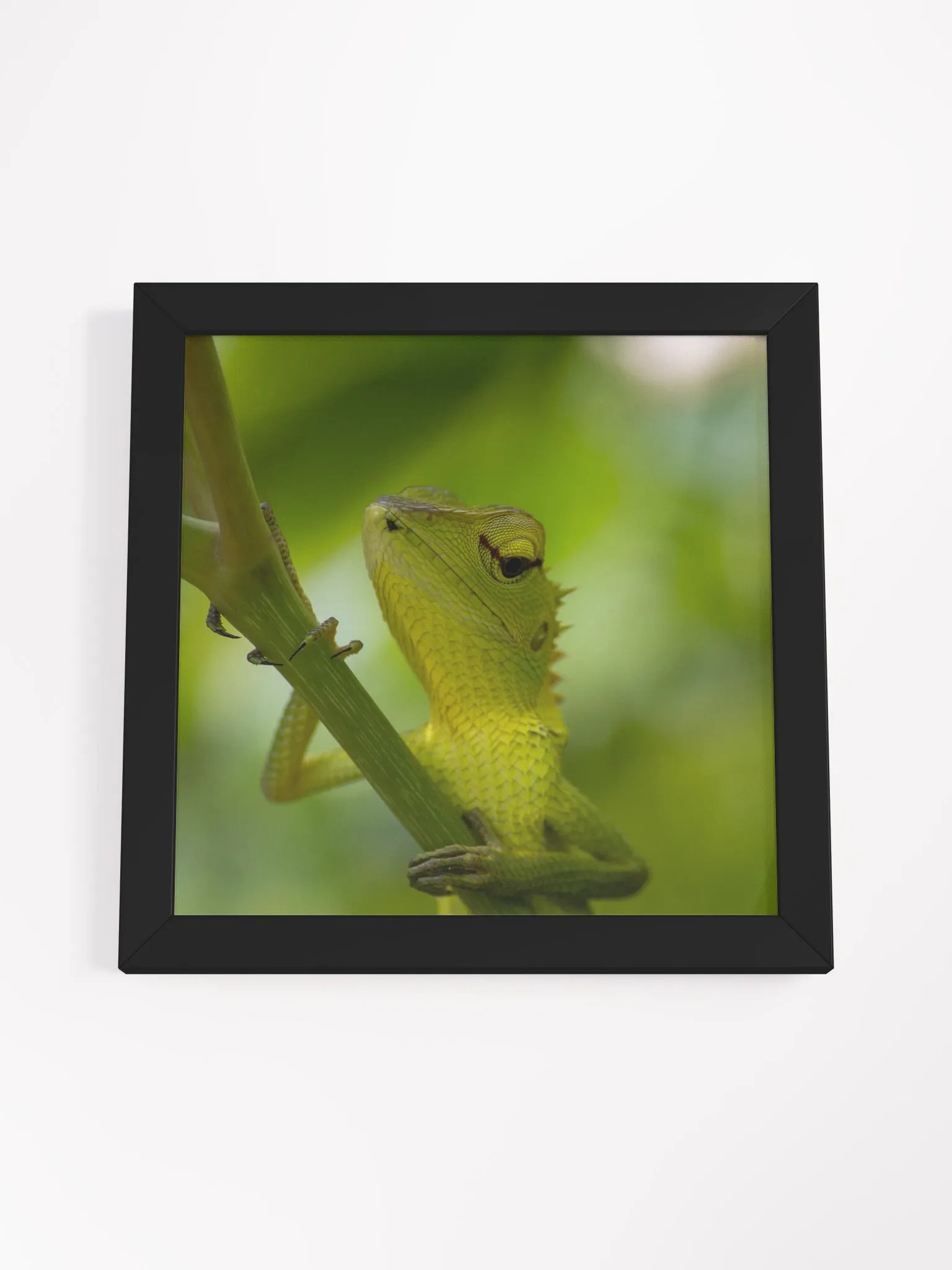 Garden Lizard in Focus product image (22)