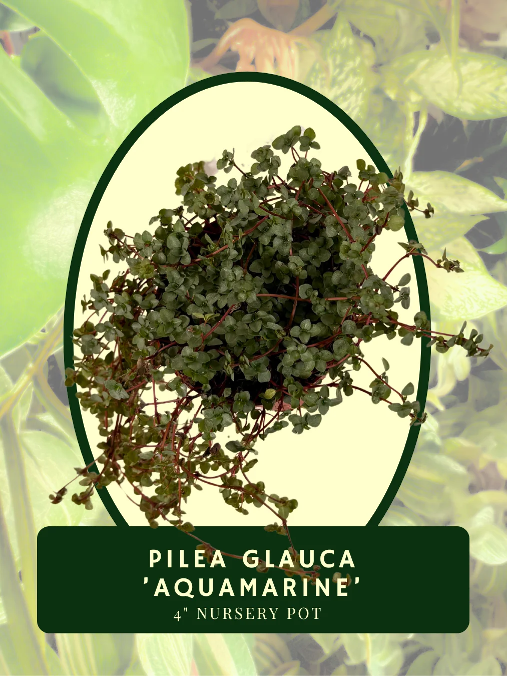 Pilea Glauca 'Aquamarine' product image (2)