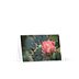 Flowering Cactus - Greeting Card