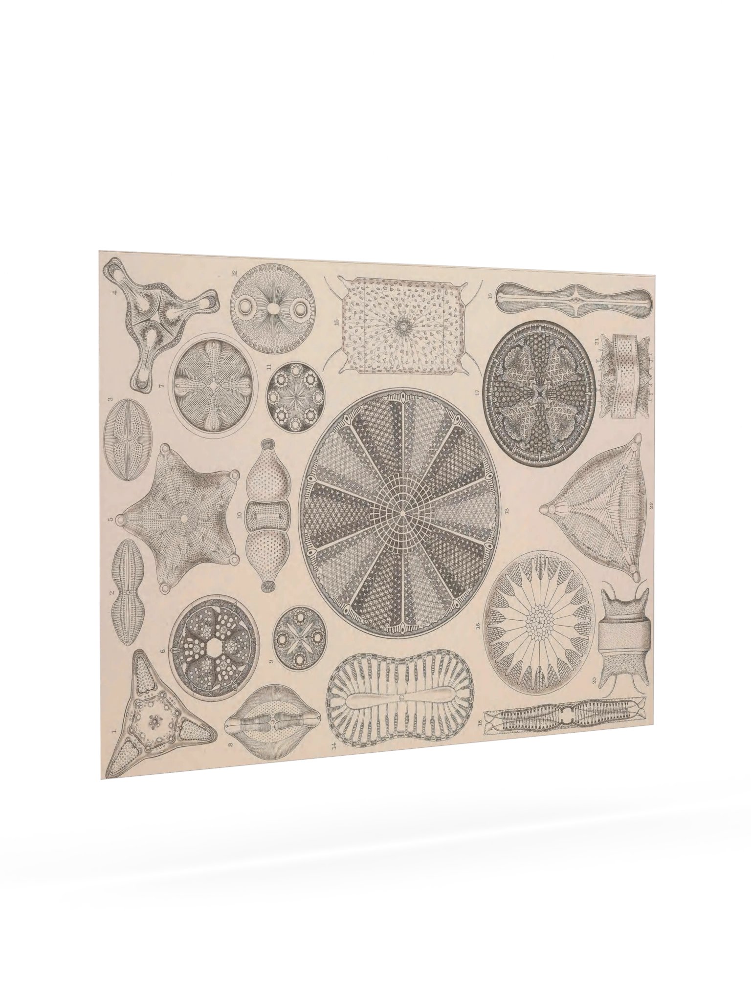Diatomea, Plate 4 – Haeckel Poster product image (7)