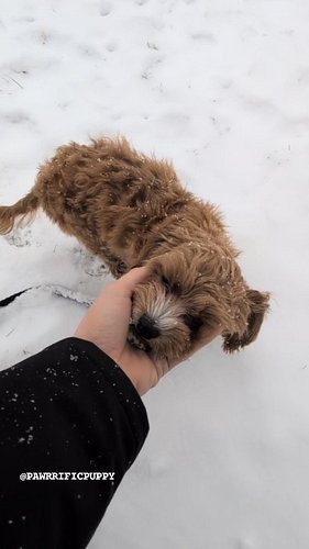 Day 9 of Leo’s Room & Board Obedience and Potty Training Journey, and this 6-month-old superstar is making us so proud! 🎉 Leo...