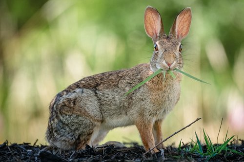 Mouthful

Mornin snacks with the backyard buns