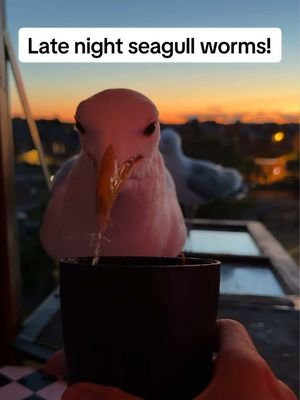 Now that the longest day has gone and the days are getting shorter, im trying to squeeze all the extra steven time i can get ❤️ #fyp #foryou #seagull #birds #feedingsteven