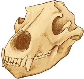 Lion Shareholder tier thumbnail