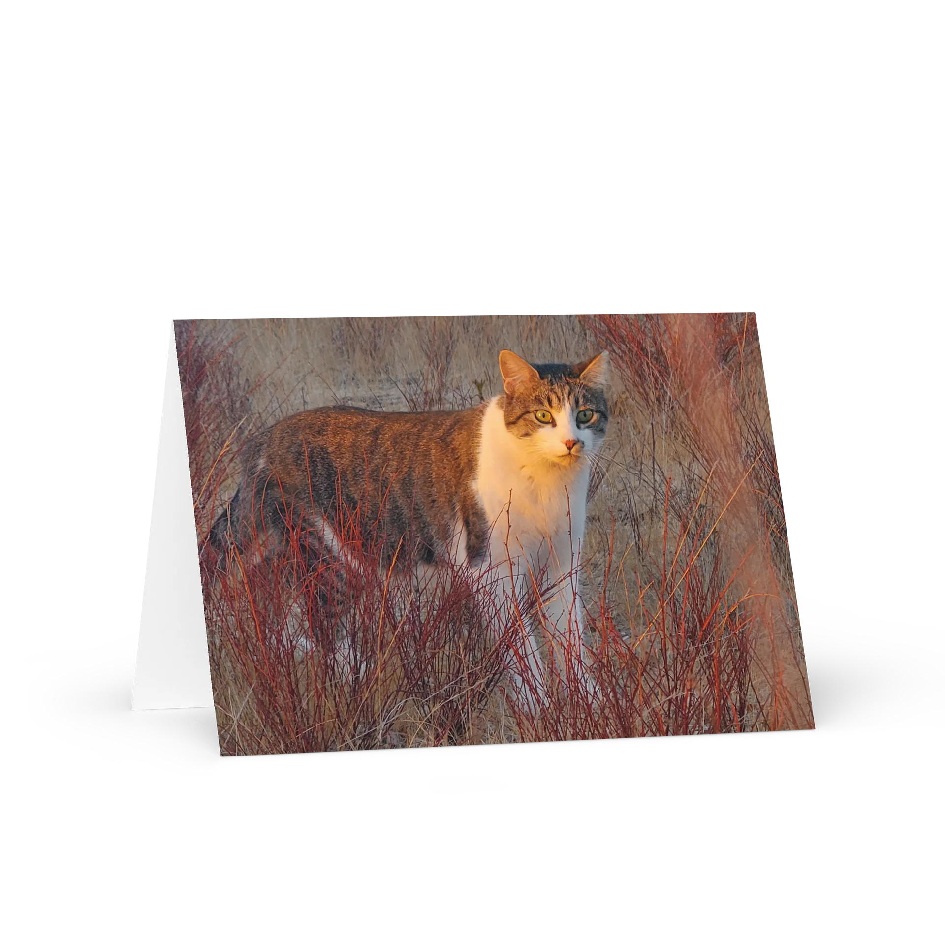 Sunset Banjo Greetings product image (1)