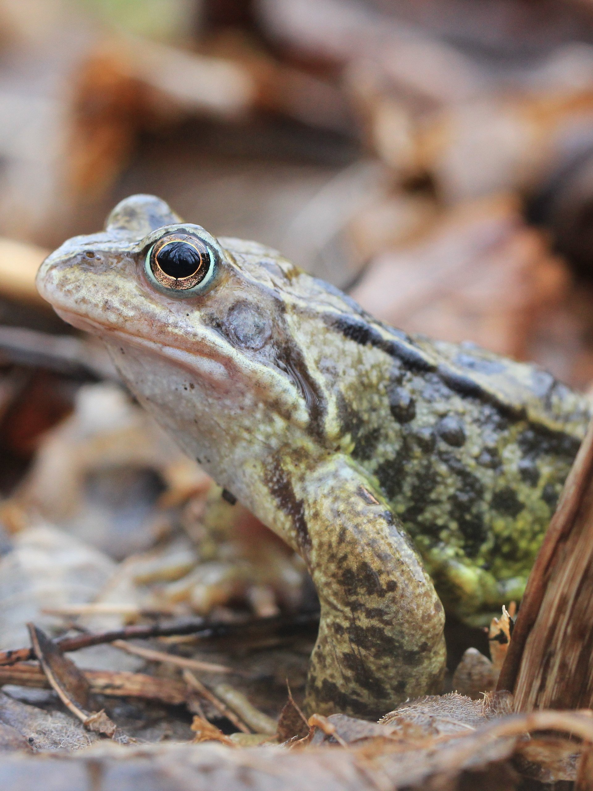 Critters Image Collection product image (2)