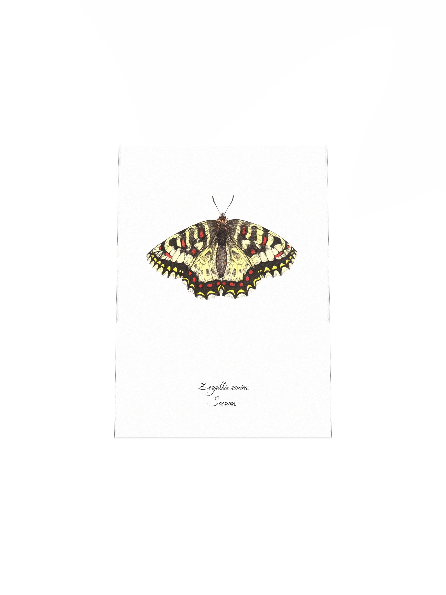 Zerynthia Rumina • Print product image (8)