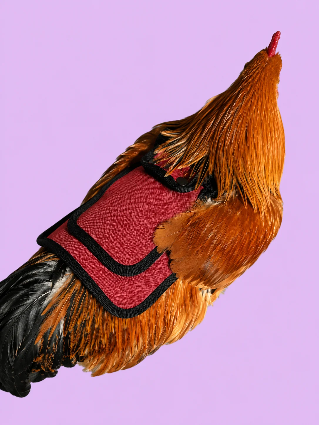 Waterproof Anti-Plucking Chicken Saddles product image (3)