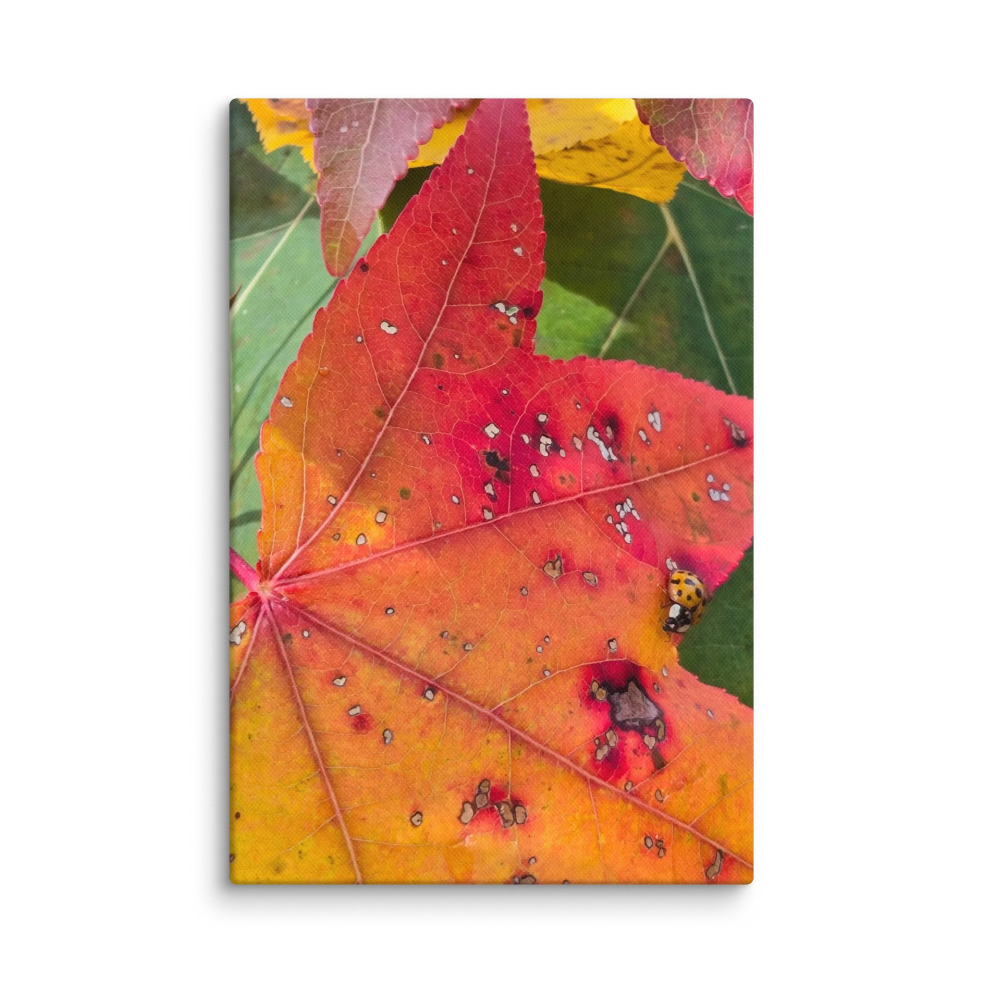Ladybug in the Fall on canvas product image (11)