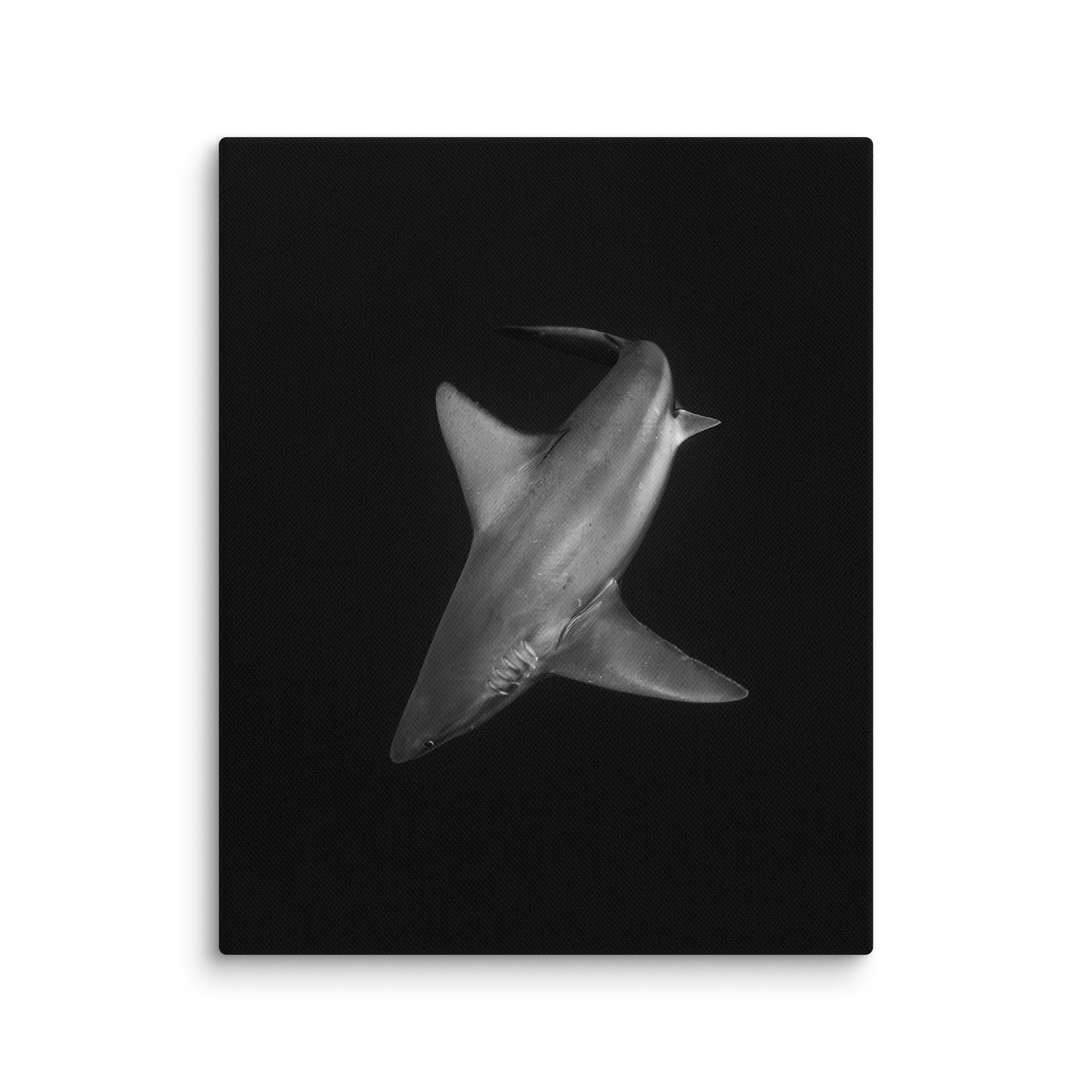 Elegance in Motion Monochrome Shark Canvas Art product image (21)