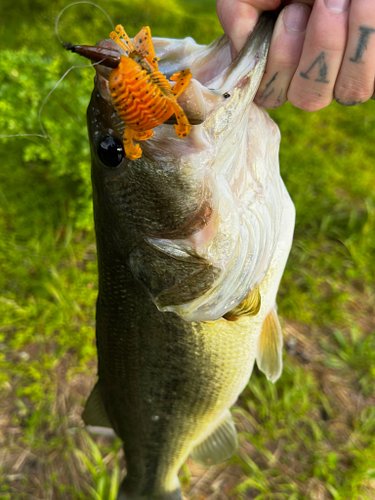 Bandito bug the ticket today @googanbaits #bass #googanbaits #googansquad #fishing #bassfishing