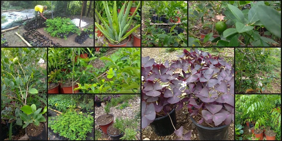 Makabee Enterprise Nursery