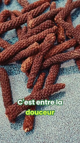 Le Poivre Long Rouge de Kampot : Le poivre de l'extrême aux notes de Cacao ! 🌶️🍫

En direct de notre expédition avec Arnaud...