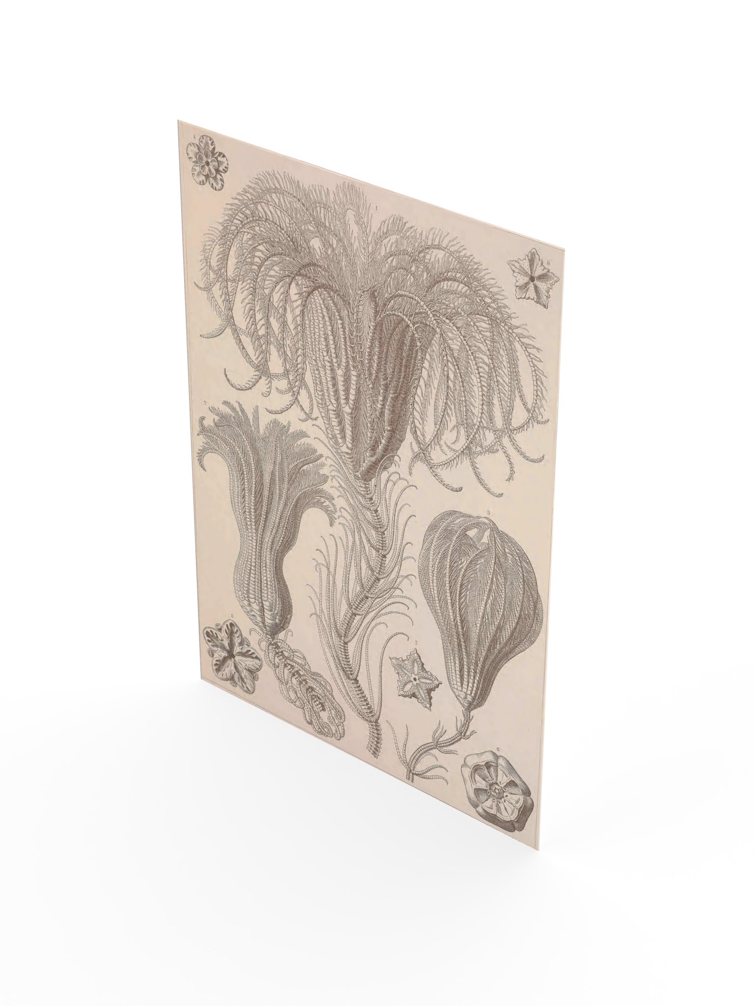 Crinoidea, Plate 20 – Haeckel Poster product image (3)