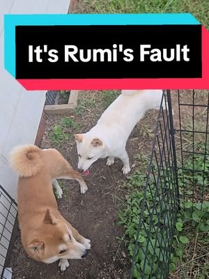 Rumi literally starts 9 out of 10 Shib-tuations... #rumi #stillnotapolarbear #deku #bethewholeproblem #shibainu 