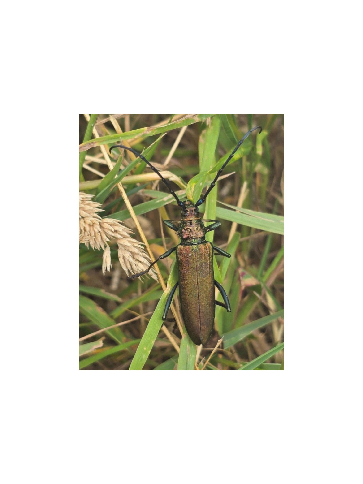 Musk beetle product image (1)