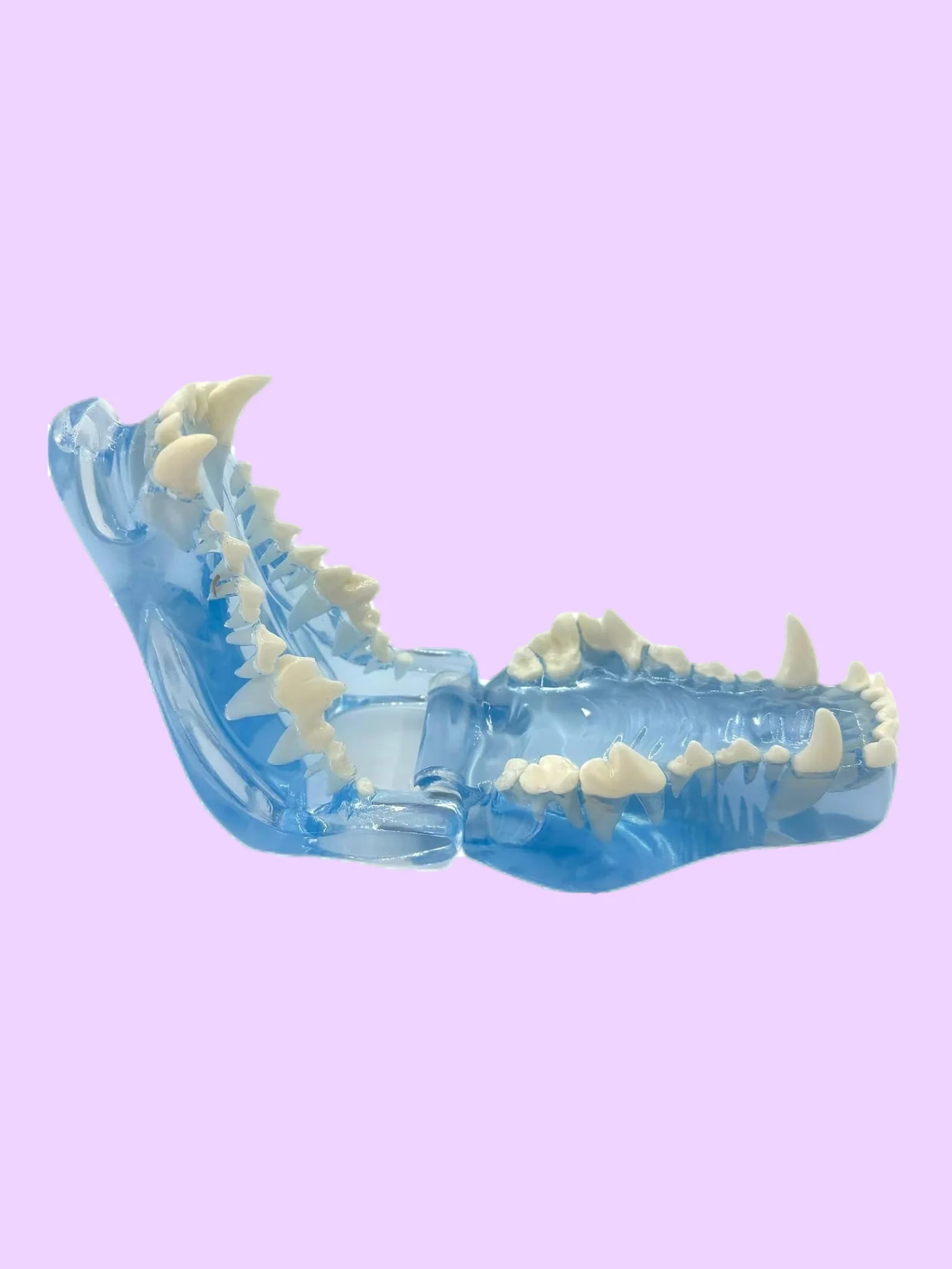 Transparent Dental Models for Dogs and Cats product image (3)