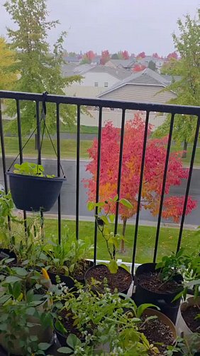 I googled my symptoms ...turns out I just need  the GARDEN!