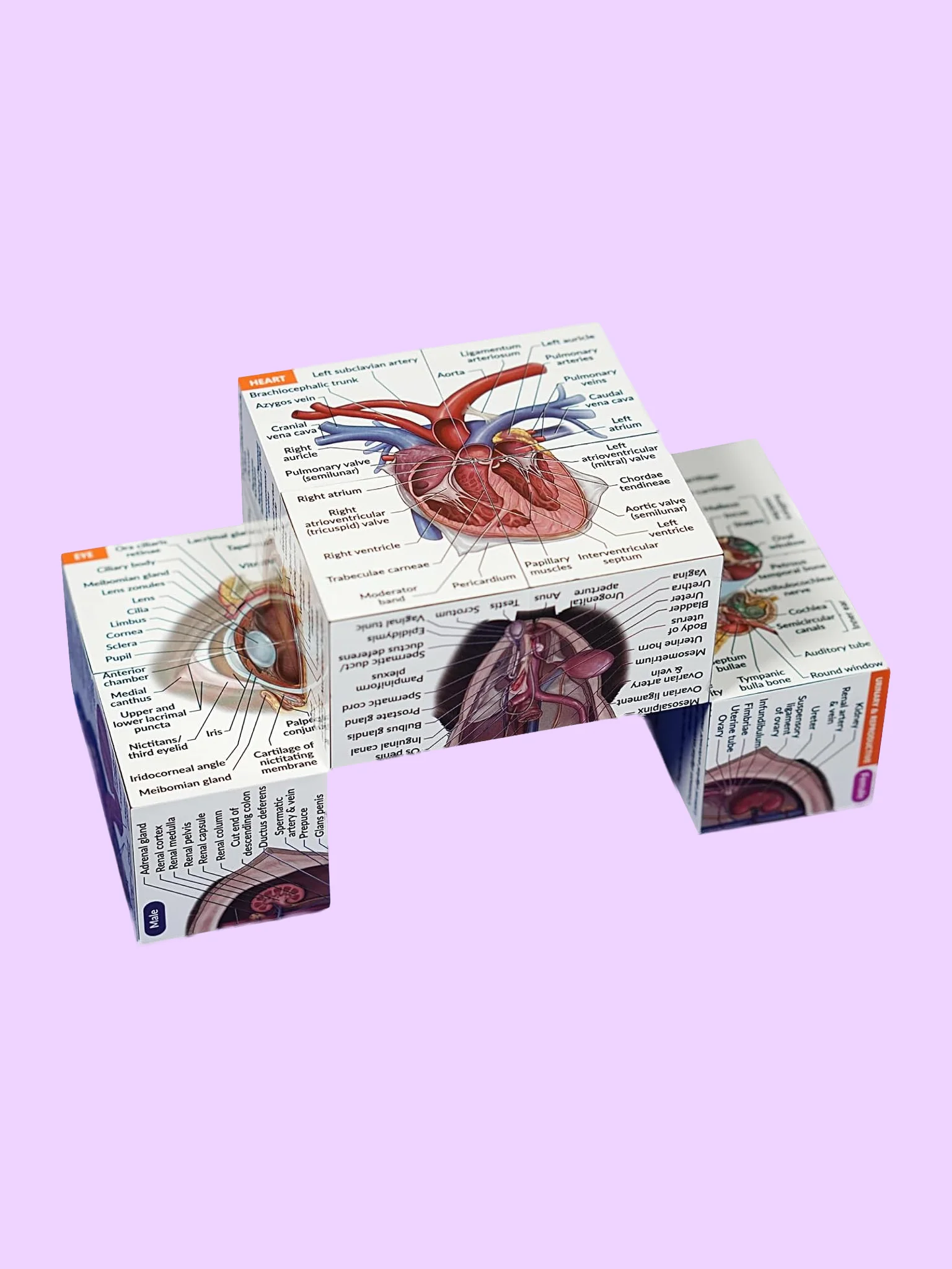 Canine Anatomy Study Cube (Foldable 3D Dog Model) product image (3)