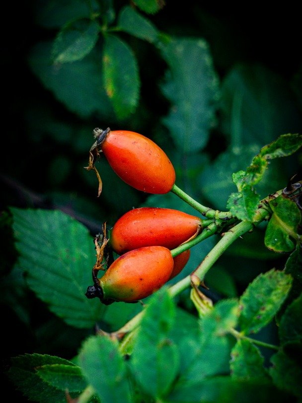 زيت ثمر الورد الملكي product image (4)