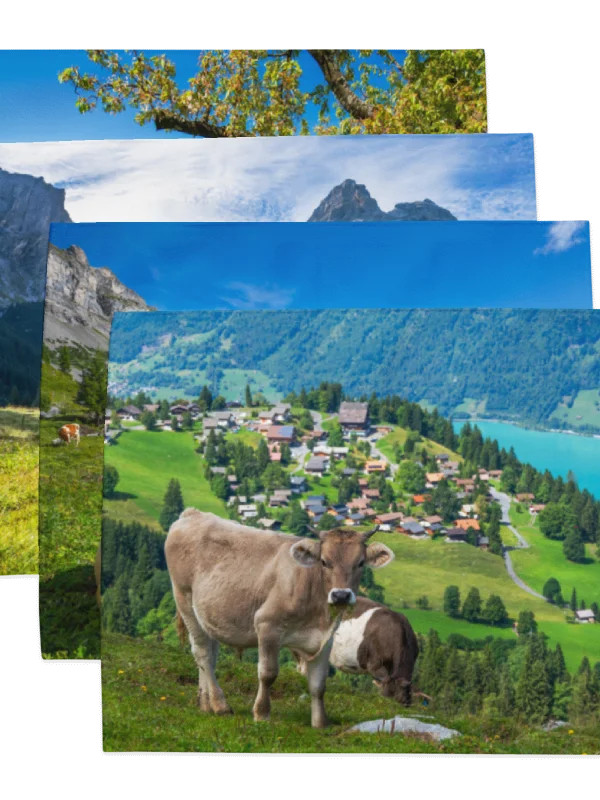 Happy swiss cows table mats product image (7)