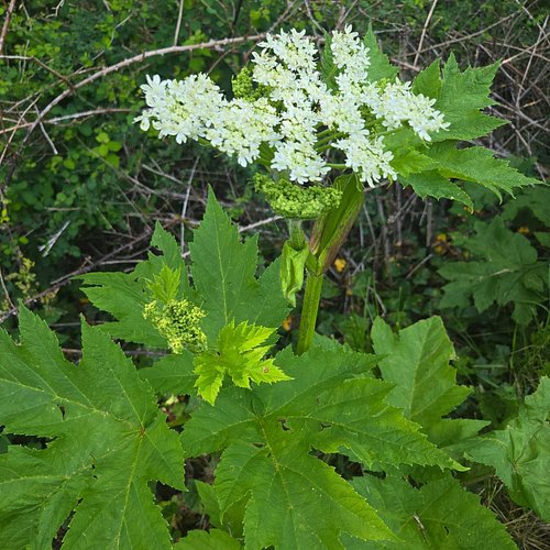 Cow parsnip :)