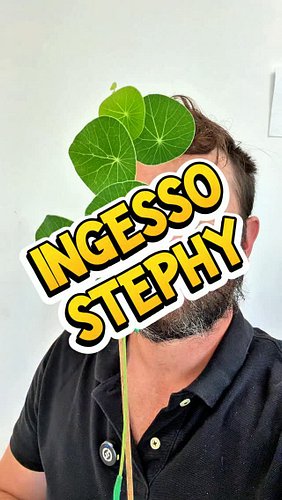🩻👨🏻‍⚕️🪴

Stephania erecta (sin. S. pierrei) è una pianta a caudex a crescita lenta e comportamento perenne iconica e facile.
...