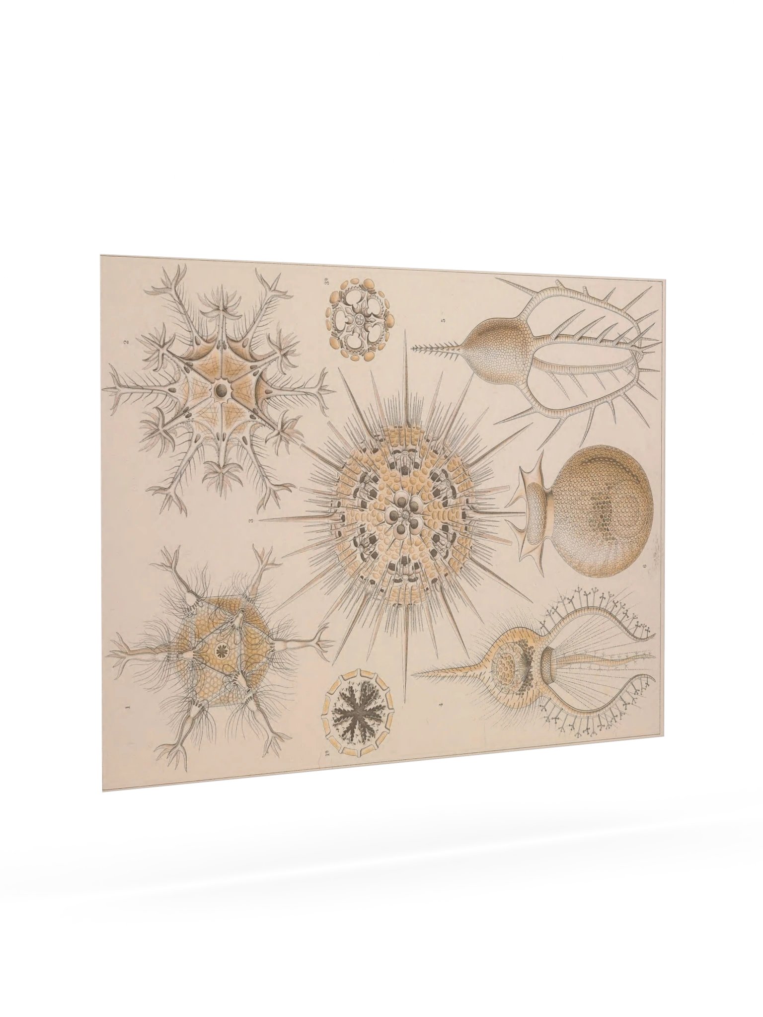Phaeodaria, Plate 1 – Haeckel Poster product image (7)