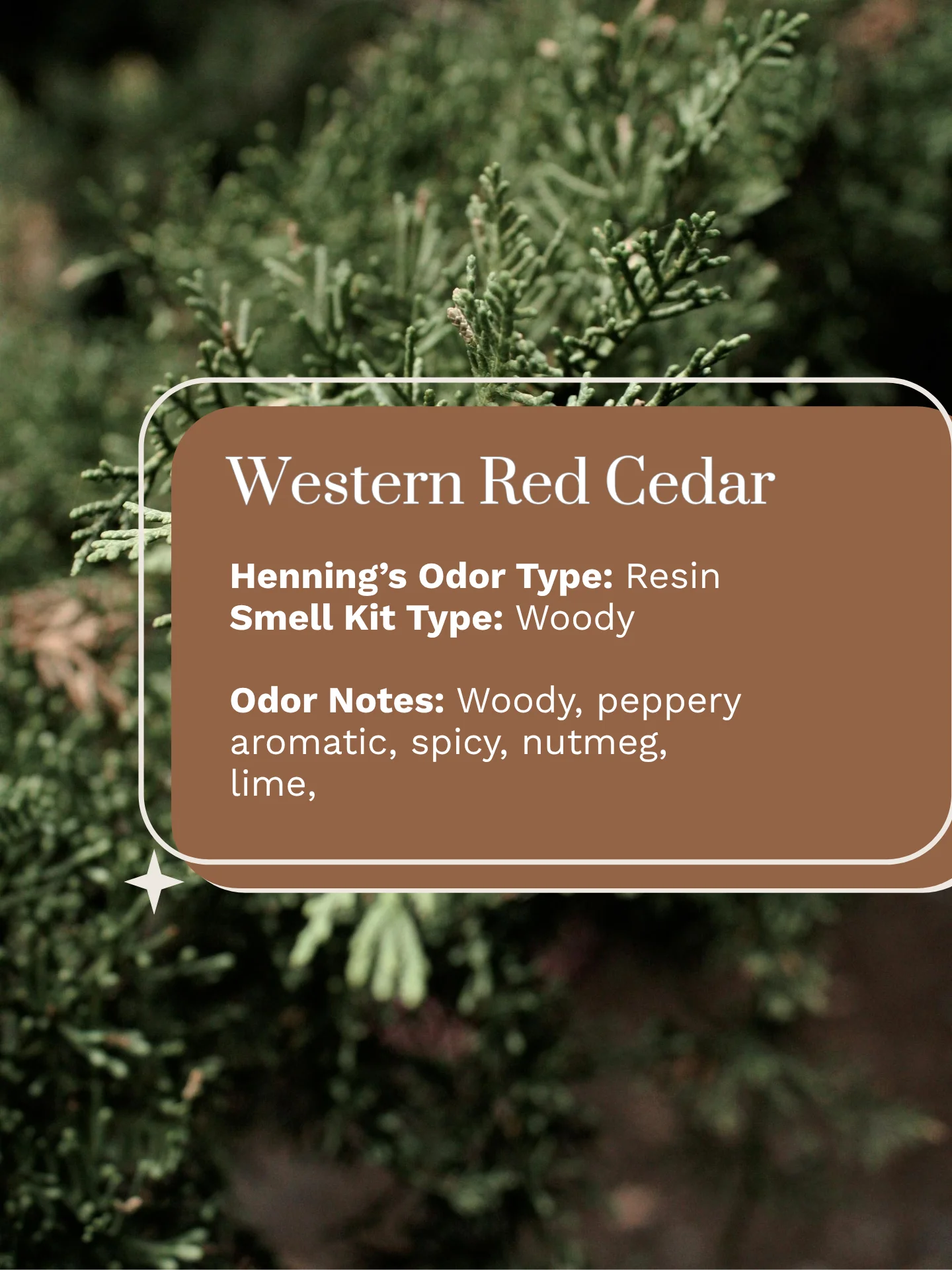 Olfaria Smell Training Kit | Set 2 | 5 Single-Note Essential Oils | Olfactory Training / Smell Loss product image (4)