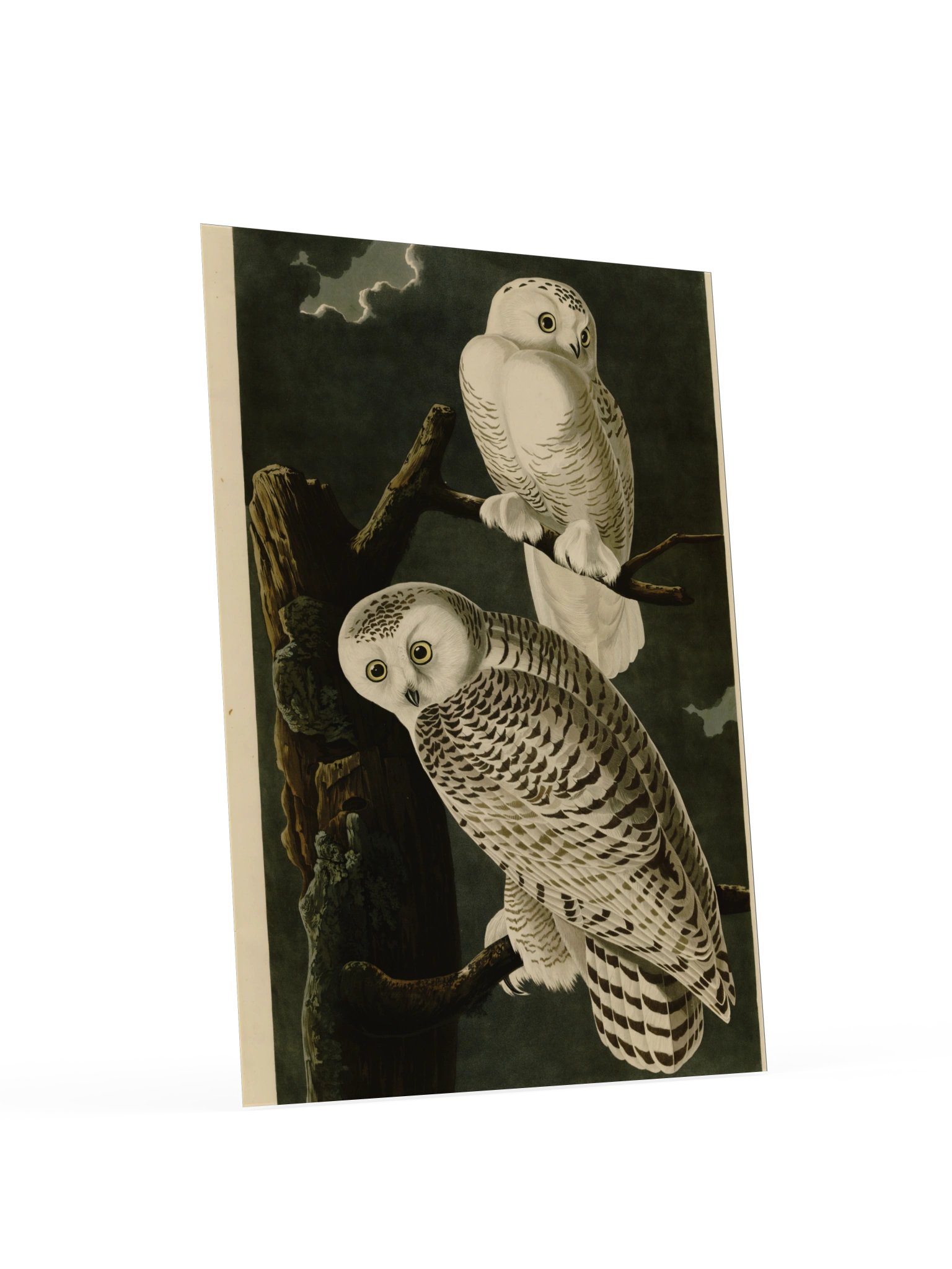 Snowy Owl, Plate 121 – Audubon Poster product image (4)