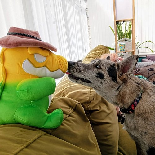 Nick got to be up close with my Gummigoo plush for the first time today and gave him a little kiss #TADC #Gummigoo #dogsofins...