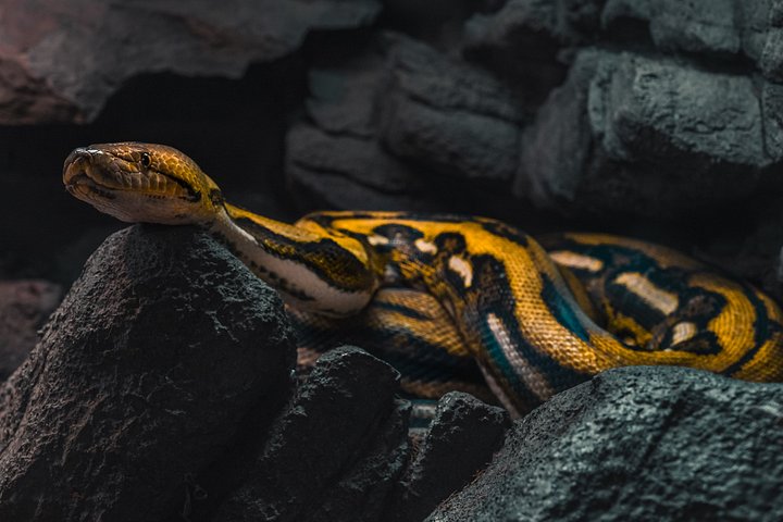 Tiger Reticulated Python product image (1)