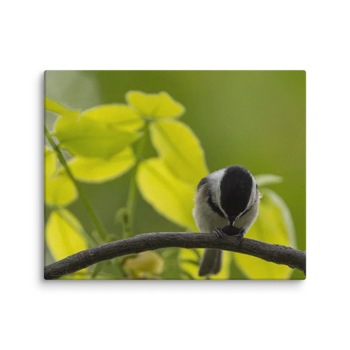 Chickadee with Seed product image (20)