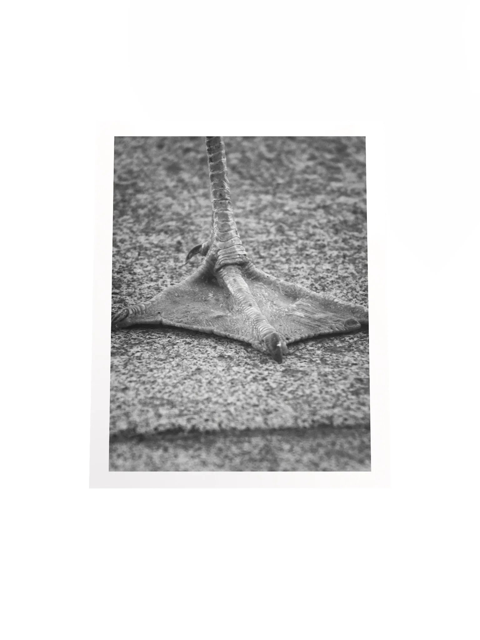 Artistic Print product image (4)