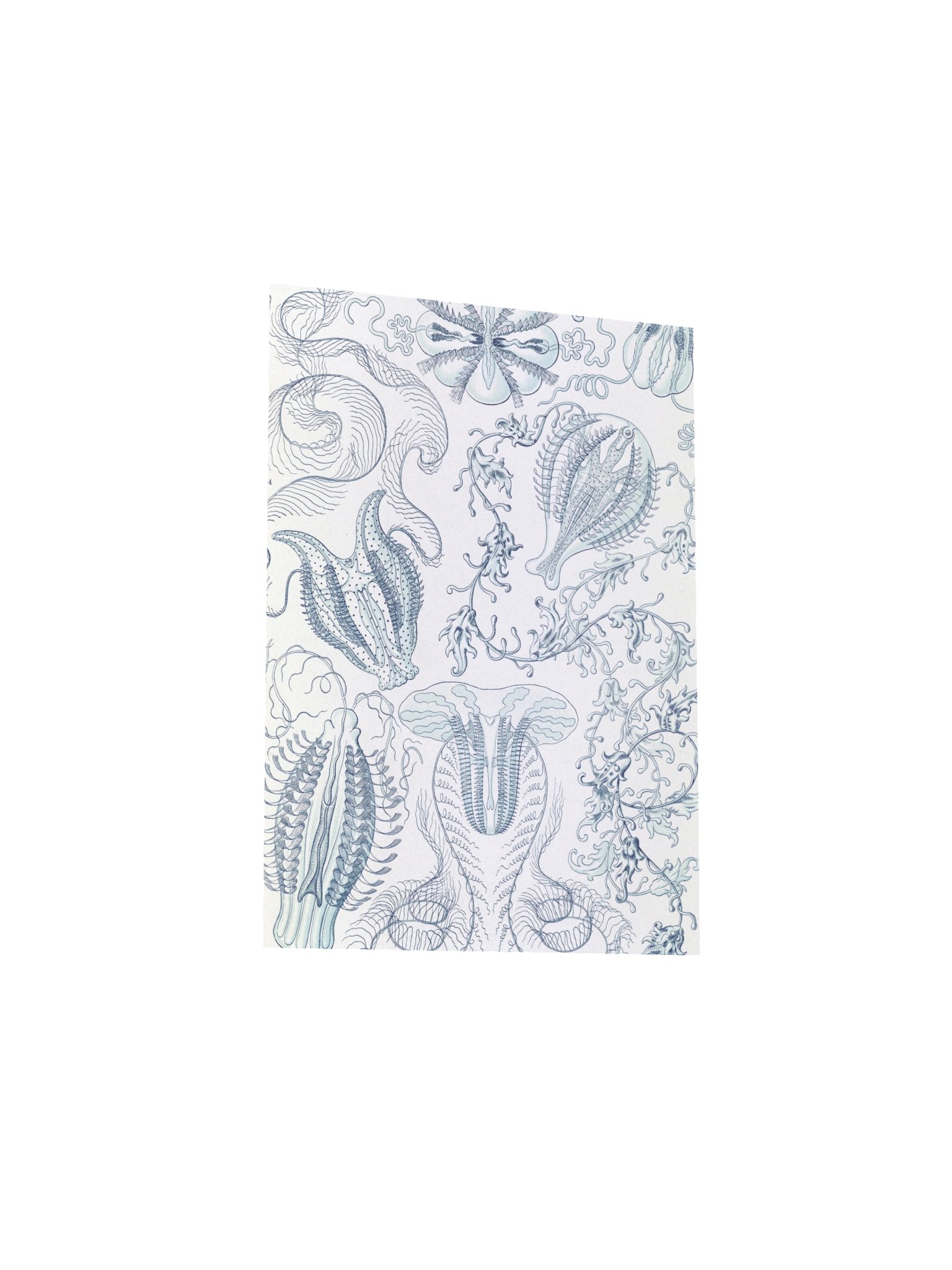 Comb Jellies Antique Marine Life Art Print product image (11)