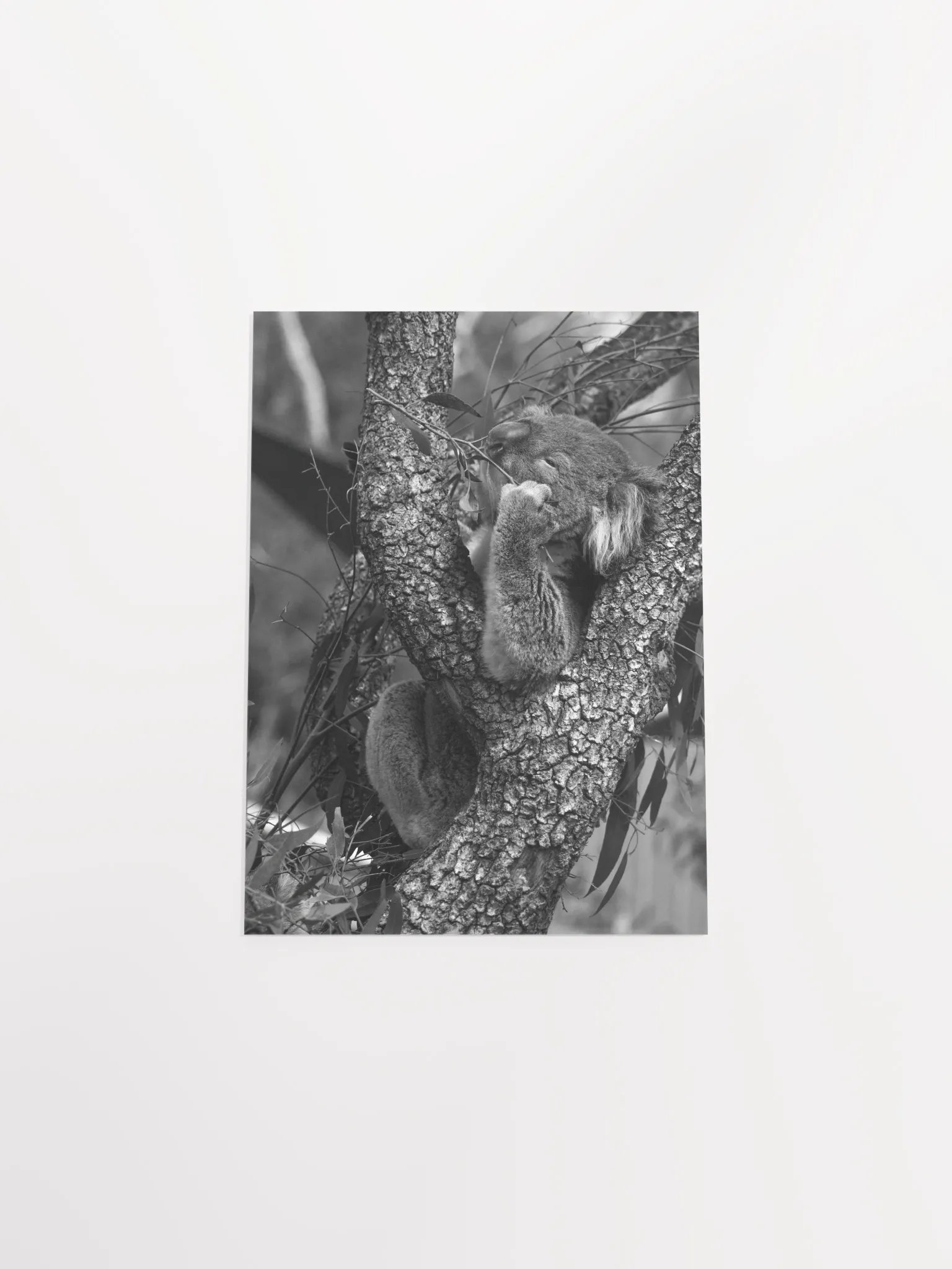 Koala - Black & White product image (4)