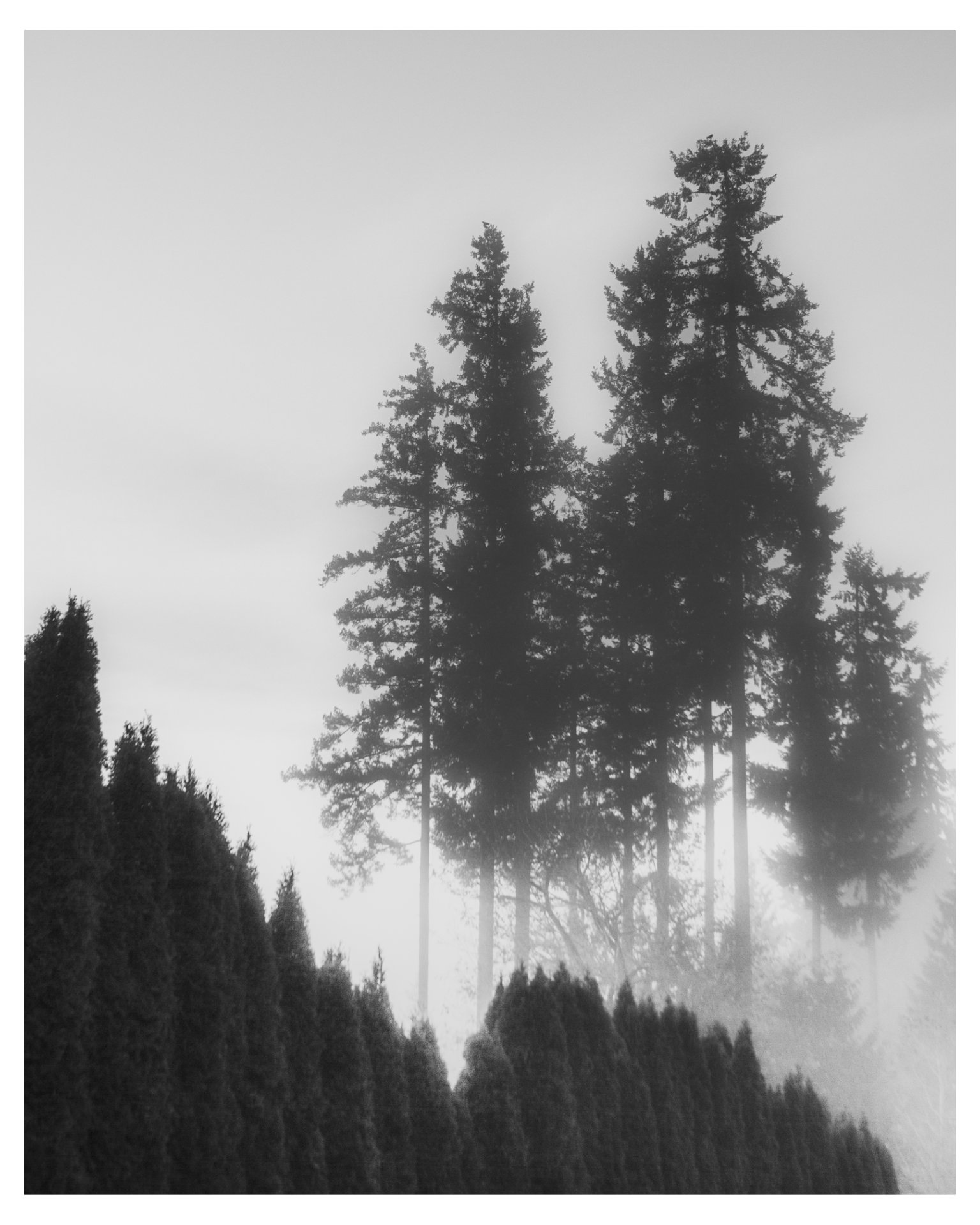 DOUGLAS FIRS #01 product image (1)
