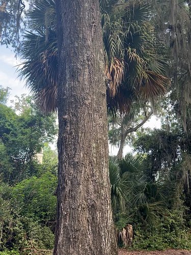 #ilovetrees🌳
