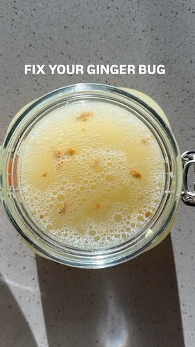 EP 18/25 — Fermentation 101: Troubleshoot Ginger Bugs 🫚

If you’re bug just isn’t getting bubbly, you’re likely making one of...