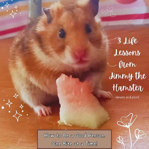 Want to be a better human? Start with a hamster. 🐹💛
Meet Jimmy the Hamster—small in size, BIG on heart.
Scroll through to lea...