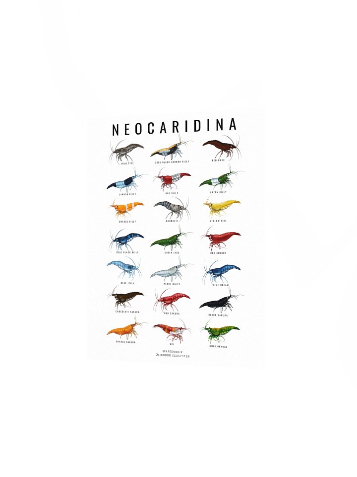 NEOCARIDINA SHRIMP POSTER (WHITE) product image (2)