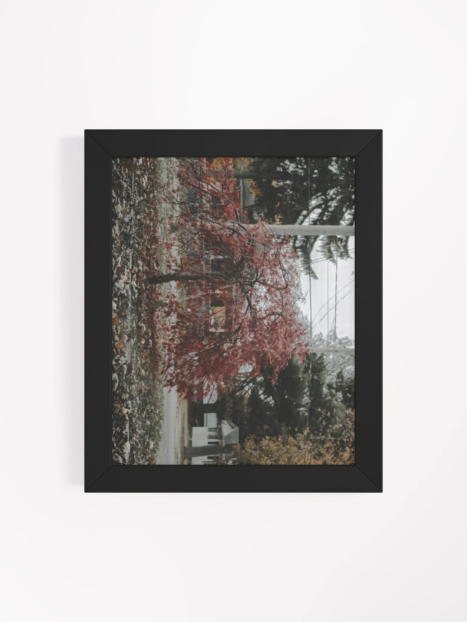 Japanese Maple Tree Print product image (4)