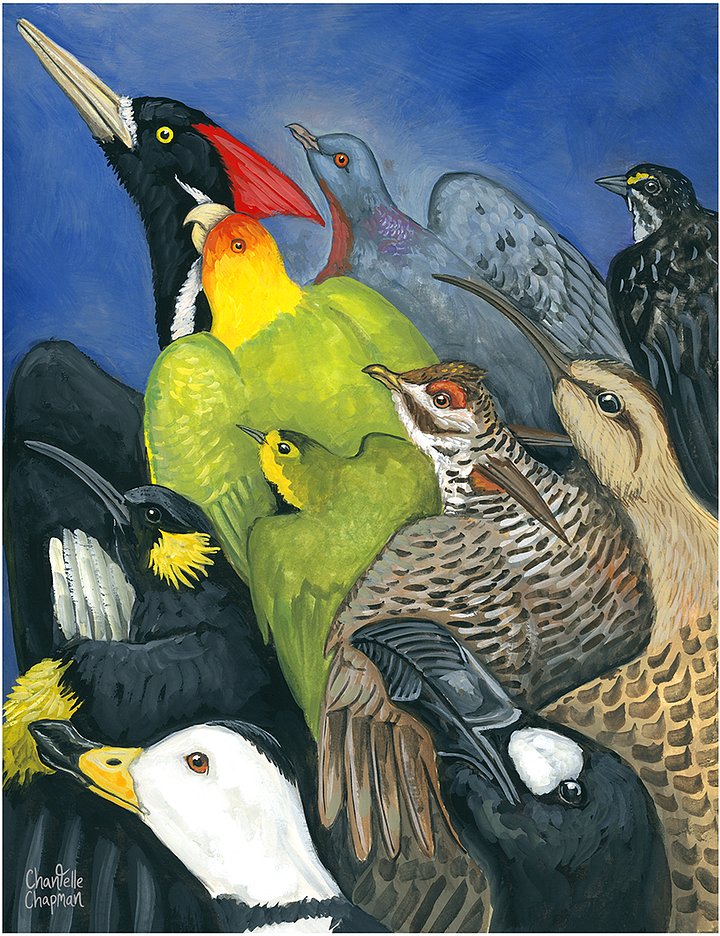 Extinct Birds of America - Art Print product image (3)