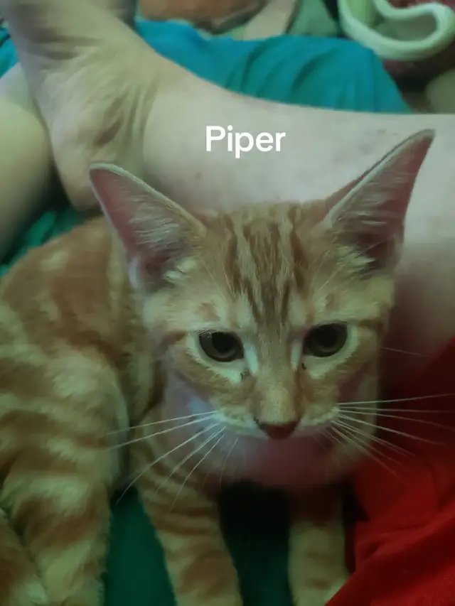 Here my Furbabies