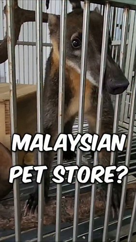 They Were Selling a CROW in a Malaysian Pet Shop!? 🇲🇾

I found a very unusual pet shop in Malaysia, and I wasn't expecting to...