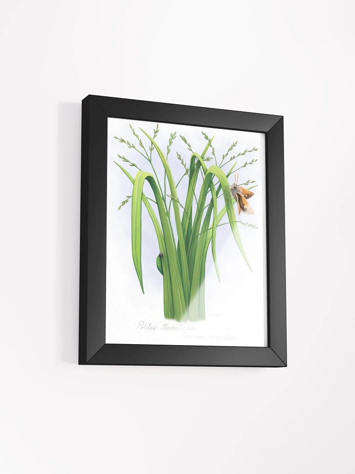 Skipper Butterfly product image (23)