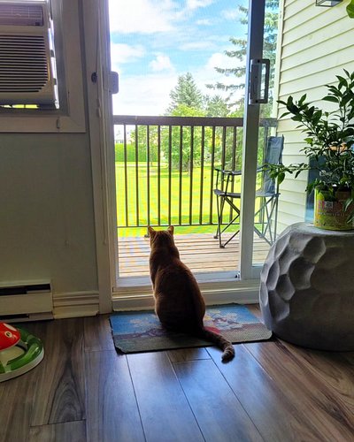 My buddy turned 7 last weekend! Still happy just lookin out the window 🤗😅