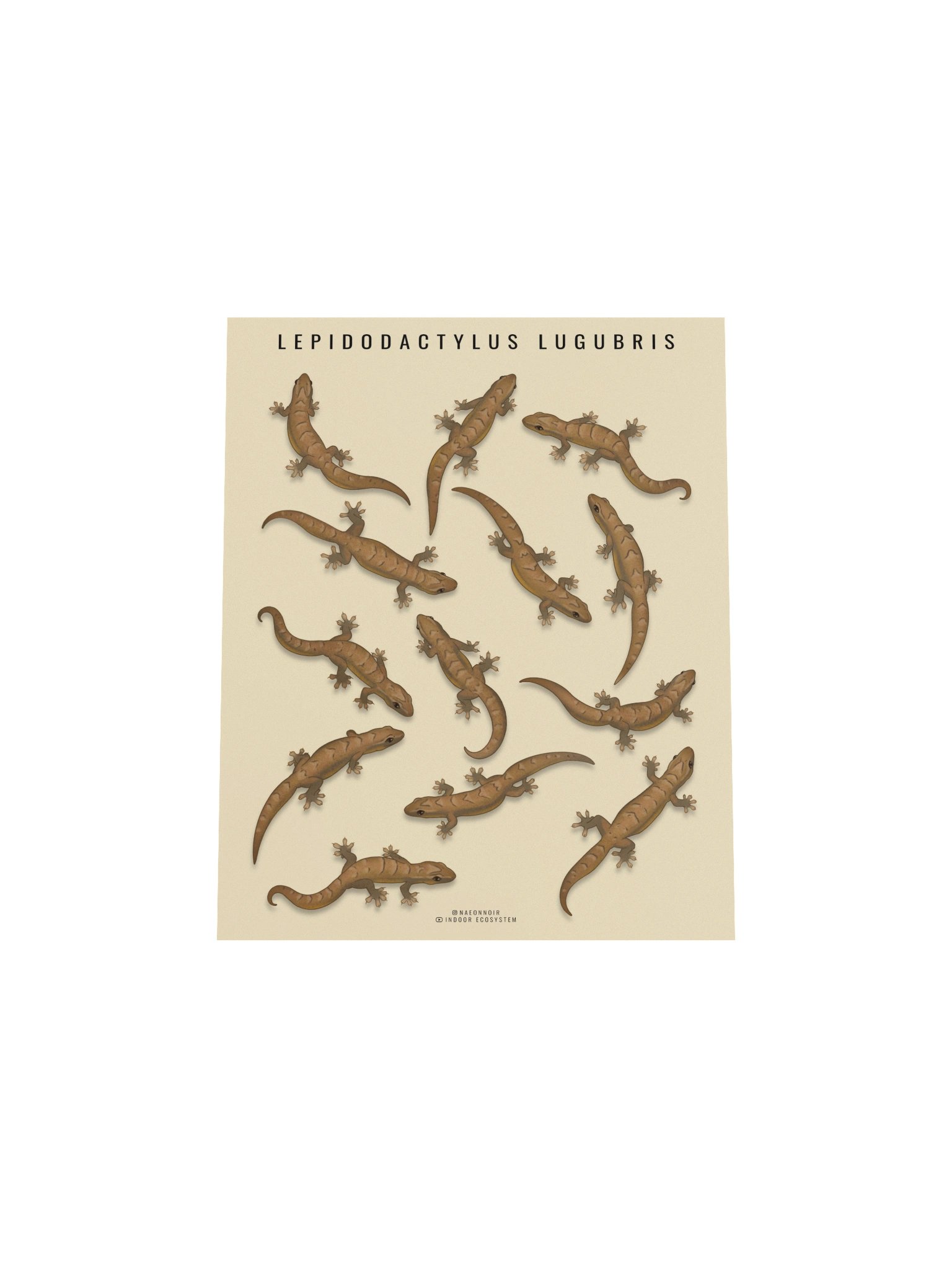 LEPIDODACTYLUS LUGUBRIS (MOURNING GECKO) POSTER (CREAM) product image (4)